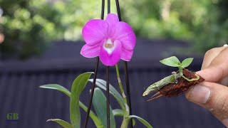 Dendrobium orchid propagation from cuttings with update [upl. by Anidam]