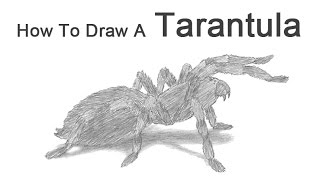 How to Draw a Tarantula [upl. by Yvan]