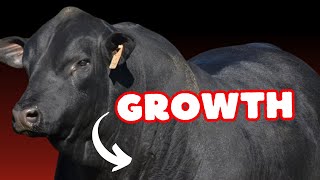 How to Increase Weight Gain in Fattening Cattle [upl. by Cesaro93]