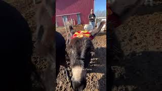 Bunch of turkeys shorts shortvideo donkey farmlife onehappyassfarm thanksgiving pets [upl. by Ettolrahs]