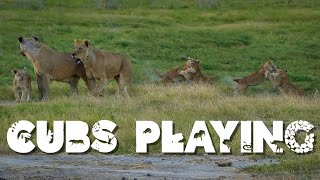 5 FEET AWAY from BABY CUBS and MOM Why Go On a Kenyan Safari [upl. by Nileak913]