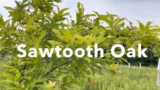 Sawtooth Oak Update 2021 [upl. by Howe]