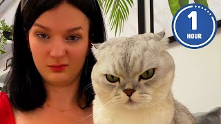 😹 FUNNIEST Cats Ever  Hilarious Cat Videos [upl. by Chiaki320]