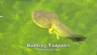 Bullfrog Tadpoles [upl. by Xanthus]