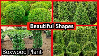 Boxwood Plant  Boxwood plant shoes ideas  How to shape a Buxus plant shrub [upl. by Bab]