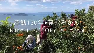 真穴みかん紹介動画『感動130年・真穴みかん』《MIKAN FACTORY IN JAPAN》 [upl. by Wall]