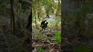 The Lyrebird  Amazing Sounds of The Bird travel photography animals lyrebird photoshop [upl. by Normand468]