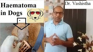 Know about Haematoma in Dogs VET For PET [upl. by Julieta]