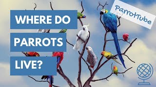 Where do parrots live  ParrotTube [upl. by Ohara341]