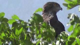 BlackChested Snake Eagle [upl. by Margaux]