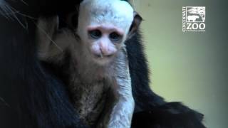 Baby Colobus Monkey Update  Cincinnati Zoo [upl. by Brenton633]