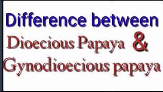 Difference between Dioecious papaya and Gynodioecious papaya [upl. by Adle105]