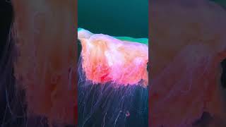 Lions mane jellyfish in Norway coldwaterdiving [upl. by Waldemar]