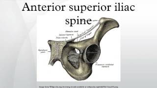 Anterior superior iliac spine [upl. by Adele]