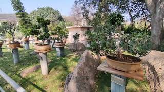 Bonsai Garden Ramoji film city [upl. by Alhan]