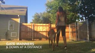 1YR OLD BELGIAN MALINOIS quotHASSIquot BOARD AND TRAIN PROGRAM [upl. by Curtis]