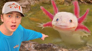 I Found Axolotls in an Abandoned Pond [upl. by Ardnekat]