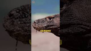 Conheça Mais Sobre os DRAGÕES De KOMODO 2 Curiosidades que VOCÊ Precisa Saber [upl. by Ynatirb]