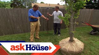 How to Plant a LargeShade Tree  Ask This Old House [upl. by Mencher502]