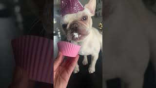 frenchiemoment dog frenchie birthday fyp [upl. by Halilahk803]