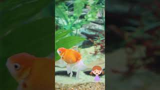 Goldfish  Fish cutefish fishes funnyvideo [upl. by Aelak859]