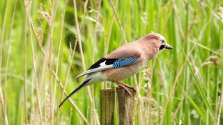 Bird watching in North Norfolk on May Bank Holiday Monday 2024 [upl. by Martinson]