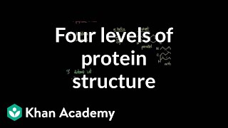 Four levels of protein structure  Chemical processes  MCAT  Khan Academy [upl. by Myo437]