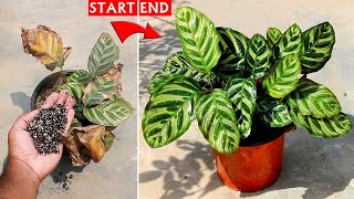 SEE How To SAVE a Dying Calathea Plant 100 Success [upl. by Yeldarb956]