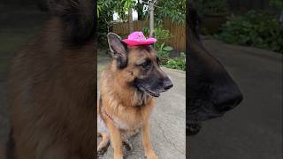 Siggys a princess cowgirl for Halloween 🩷🩷🩷 dog germanshepherd pets halloween gsd halloween [upl. by Ruscio154]