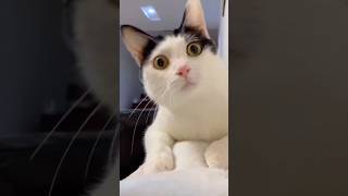 shocked cat viralvideo cute comedy cat catlover catcute funny [upl. by Virgel]