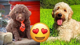 Labradoodle — Funny And Adorable Videos And Tik Toks Compilation [upl. by Opalina]