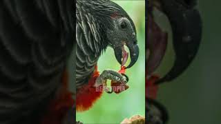 Dracula Parrot birds shortvideo parrot [upl. by Ailemak]