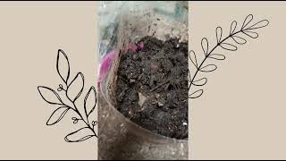 COMPOST ESTEBAN CACERES LOAIZA [upl. by Gladstone]