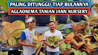 Paling ditunggu tiap bulannya aglaonema tanian Jann Nursery [upl. by Allekram545]