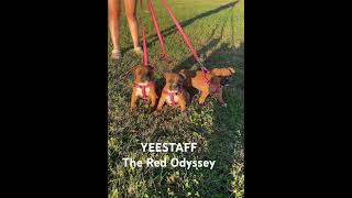 Red Staffordshire Bull Terrier Puppies [upl. by Emelun]