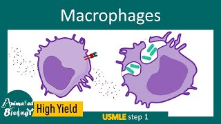 Macrophages and its role in immunity  Macrophage and inflammation [upl. by Stelu]