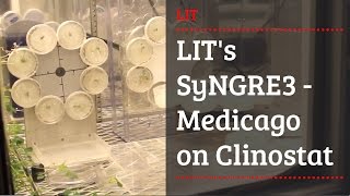 LITs SyNGRE3  Medicago on Clinostat [upl. by Suivatnom]