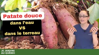 Comment faire ses plants de patates douces de la germination à la transplantation [upl. by Enial]