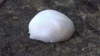 Reticularia lycoperdon Enteridium lycoperdon False Puffball 4K [upl. by Leinto455]