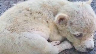 Broken Hearted Pup Eaten By Fleas Curled Up On Road Too Weak To Keep Going [upl. by Miko]