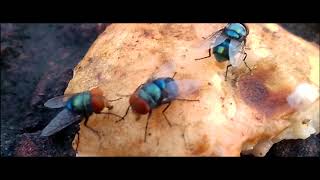 GREEN BOT HOUSEFLY VIDEO [upl. by Deyes]