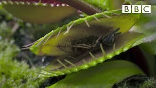 Hungry Venus flytraps snap shut on a host of unfortunate flies  Life  BBC [upl. by Leesa]