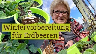 Erdbeerpflanzen für den Winter vorbereiten  So kommen Erdbeeren gut durch den Winter [upl. by Nameerf772]