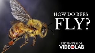 How Do Bees Fly Unraveling The Secrets Of Bee Flight [upl. by Ehtnax]