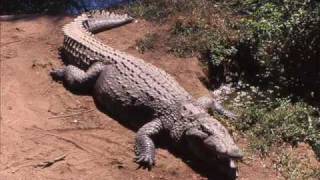 Interior Crocodile Alligator FULL SONG [upl. by Lrem]