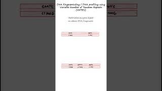 DNA profiling or DNA fingerprinting using RFLPs and VNTR probes genetics biology forensics [upl. by Eirhtug161]