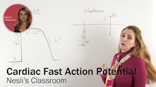 Cardiac Fast Action Potential [upl. by Yeslehc]