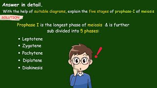 explain the five stages of prophase 1 of meiosis  Stages of Prophase 1  Leptotene biology ssc [upl. by Somar]