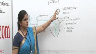 Nephridia of Neres Lecture BSc Biotechnology by Ms Priyanka khan [upl. by Nahgam]