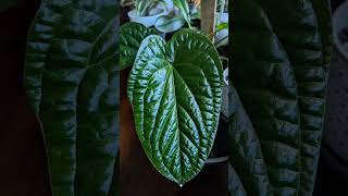 Anthurium radicans X Luxurians DreamTrackAI lofi [upl. by Georges]